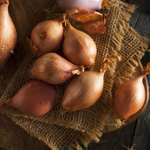 Onion - Shallot